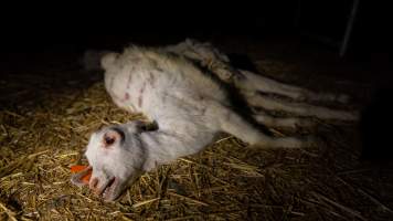 Dead doe - Captured at Lochaber Goat Dairy, Meredith VIC Australia.