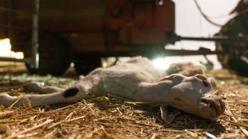 Dead doe - Captured at Lochaber Goat Dairy, Meredith VIC Australia.