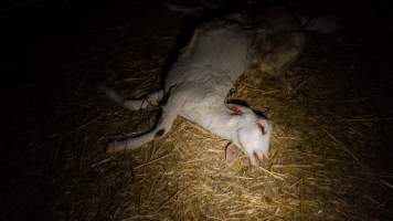 Dead doe - Captured at Lochaber Goat Dairy, Meredith VIC Australia.