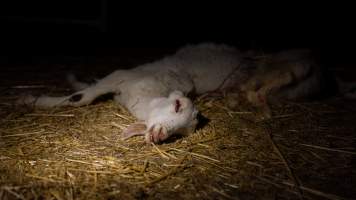 Dead doe - Captured at Lochaber Goat Dairy, Meredith VIC Australia.