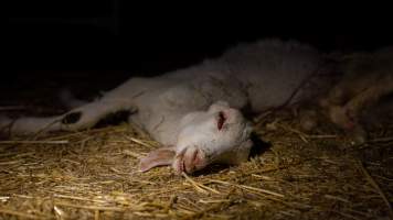 Dead doe - Captured at Lochaber Goat Dairy, Meredith VIC Australia.