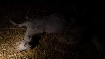 Dead doe - Captured at Lochaber Goat Dairy, Meredith VIC Australia.