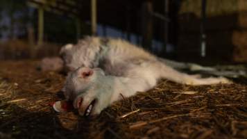 Dead doe - Captured at Lochaber Goat Dairy, Meredith VIC Australia.