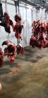 Organs hanging in chiller room - Captured at Western Sydney Meat Worx (formerly Picton Meatworx), Picton NSW Australia.