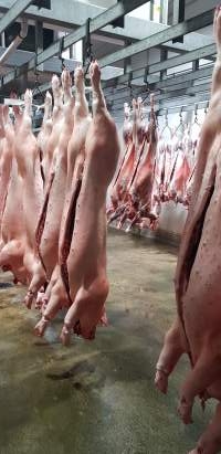 Pig carcasses hanging in chiller room - Captured at Western Sydney Meat Worx (formerly Picton Meatworx), Picton NSW Australia.