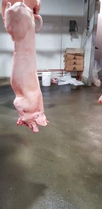 Pig carcass hanging in chiller room - Captured at Western Sydney Meat Worx (formerly Picton Meatworx), Picton NSW Australia.