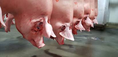 Pig carcasses hanging in chiller room - Captured at Western Sydney Meat Worx (formerly Picton Meatworx), Picton NSW Australia.