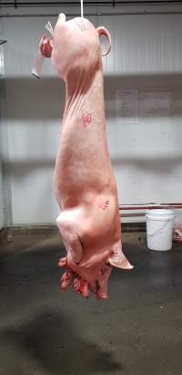 Pig carcass hanging in chiller room - Captured at Western Sydney Meat Worx (formerly Picton Meatworx), Picton NSW Australia.