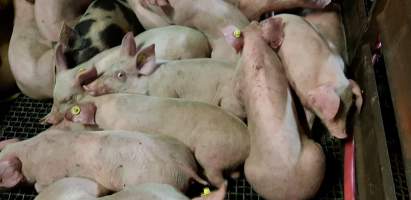 Pigs in holding pens - Captured at Western Sydney Meat Worx (formerly Picton Meatworx), Picton NSW Australia.