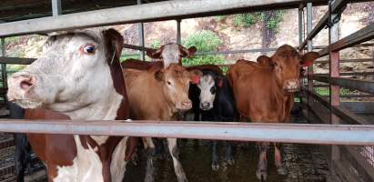 Cows in holding pens - Captured at Western Sydney Meat Worx (formerly Picton Meatworx), Picton NSW Australia.