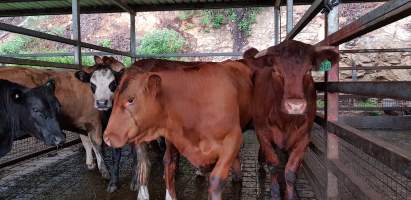 Cows in holding pens - Captured at Western Sydney Meat Worx (formerly Picton Meatworx), Picton NSW Australia.