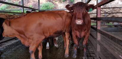 Cows in holding pens - Captured at Western Sydney Meat Worx (formerly Picton Meatworx), Picton NSW Australia.