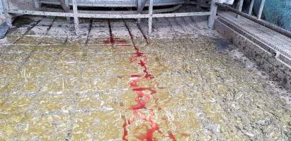 Bloody floor - Captured at Western Sydney Meat Worx (formerly Picton Meatworx), Picton NSW Australia.