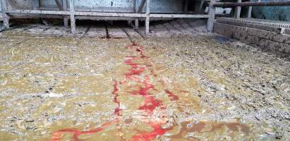 Bloody floor - Captured at Western Sydney Meat Worx (formerly Picton Meatworx), Picton NSW Australia.