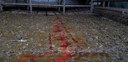 Bloody floor - Captured at Western Sydney Meat Worx (formerly Picton Meatworx), Picton NSW Australia.