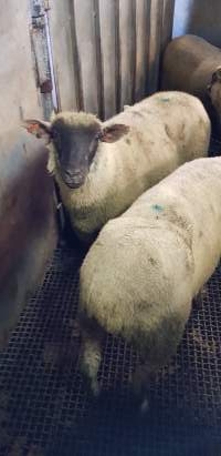 Sheep in race - Captured at Western Sydney Meat Worx (formerly Picton Meatworx), Picton NSW Australia.