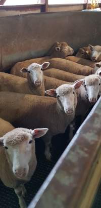 Sheep in race - Captured at Western Sydney Meat Worx (formerly Picton Meatworx), Picton NSW Australia.