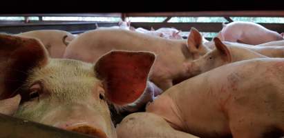 Pigs in holding pen - Captured at Western Sydney Meat Worx (formerly Picton Meatworx), Picton NSW Australia.