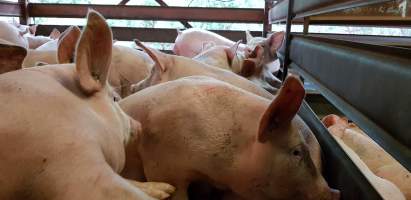 Pigs in holding pen - Captured at Western Sydney Meat Worx (formerly Picton Meatworx), Picton NSW Australia.