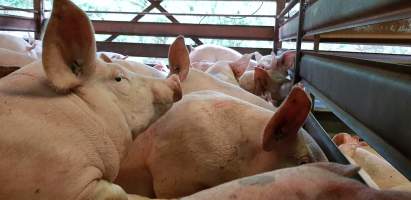 Pigs in holding pen - Captured at Western Sydney Meat Worx (formerly Picton Meatworx), Picton NSW Australia.