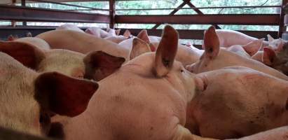 Pigs in holding pen - Captured at Western Sydney Meat Worx (formerly Picton Meatworx), Picton NSW Australia.