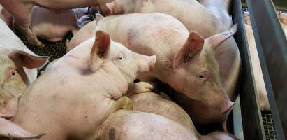 Pigs in holding pen - Captured at Western Sydney Meat Worx (formerly Picton Meatworx), Picton NSW Australia.