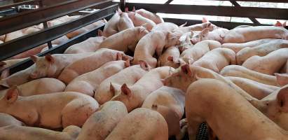 Pigs in holding pen - Captured at Western Sydney Meat Worx (formerly Picton Meatworx), Picton NSW Australia.