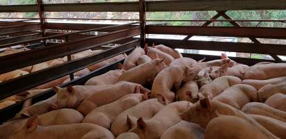 Pigs in holding pen - Captured at Western Sydney Meat Worx (formerly Picton Meatworx), Picton NSW Australia.