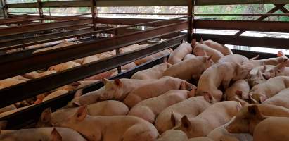 Pigs in holding pen - Captured at Western Sydney Meat Worx (formerly Picton Meatworx), Picton NSW Australia.