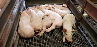 Pigs in holding pen - Captured at Western Sydney Meat Worx (formerly Picton Meatworx), Picton NSW Australia.