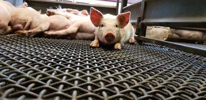 Pigs in holding pen - Captured at Western Sydney Meat Worx (formerly Picton Meatworx), Picton NSW Australia.