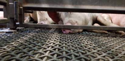 Pigs in holding pen - Captured at Western Sydney Meat Worx (formerly Picton Meatworx), Picton NSW Australia.