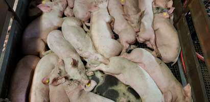 Pigs in holding pen - Captured at Western Sydney Meat Worx (formerly Picton Meatworx), Picton NSW Australia.