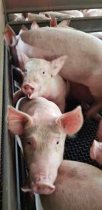 Pigs in holding pens - Captured at Western Sydney Meat Worx (formerly Picton Meatworx), Picton NSW Australia.