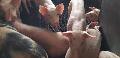 Pigs in holding pens - Captured at Western Sydney Meat Worx (formerly Picton Meatworx), Picton NSW Australia.