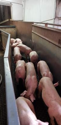 Piglets in race - Captured at Western Sydney Meat Worx (formerly Picton Meatworx), Picton NSW Australia.