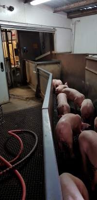 Piglets in race - Captured at Western Sydney Meat Worx (formerly Picton Meatworx), Picton NSW Australia.