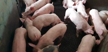 Piglets in race - Captured at Western Sydney Meat Worx (formerly Picton Meatworx), Picton NSW Australia.