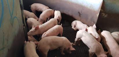 Piglets in race - Captured at Western Sydney Meat Worx (formerly Picton Meatworx), Picton NSW Australia.
