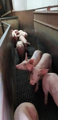 Piglets in race - Captured at Western Sydney Meat Worx (formerly Picton Meatworx), Picton NSW Australia.