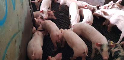 Piglets in race - Captured at Western Sydney Meat Worx (formerly Picton Meatworx), Picton NSW Australia.