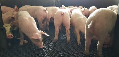 Piglets in race or holding pen - Captured at Western Sydney Meat Worx (formerly Picton Meatworx), Picton NSW Australia.