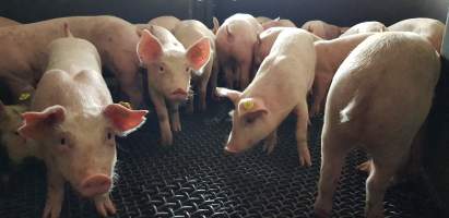 Piglets in race or holding pen - Captured at Western Sydney Meat Worx (formerly Picton Meatworx), Picton NSW Australia.