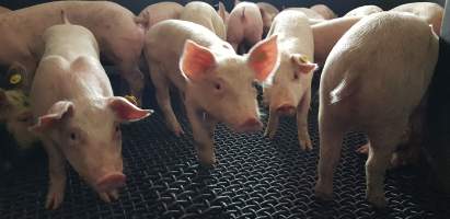 Piglets in race or holding pen - Captured at Western Sydney Meat Worx (formerly Picton Meatworx), Picton NSW Australia.