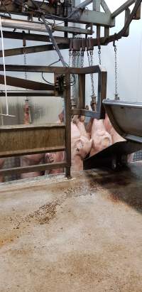Pigs hanging after gas chamber - Captured at Western Sydney Meat Worx (formerly Picton Meatworx), Picton NSW Australia.