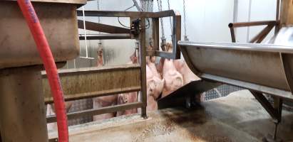 Pigs hanging after gas chamber - Captured at Western Sydney Meat Worx (formerly Picton Meatworx), Picton NSW Australia.