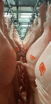 Pig carcasses in chiller room - Captured at Western Sydney Meat Worx (formerly Picton Meatworx), Picton NSW Australia.