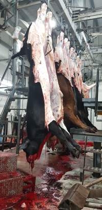 Slaughtered cows hanging - Captured at Western Sydney Meat Worx (formerly Picton Meatworx), Picton NSW Australia.