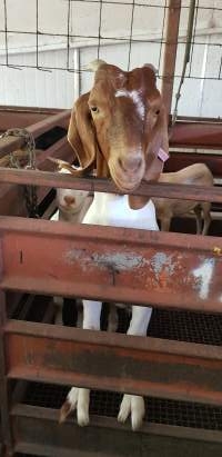 Goats in holding pen - Captured at Western Sydney Meat Worx (formerly Picton Meatworx), Picton NSW Australia.