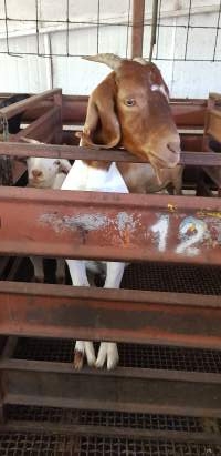 Goats in holding pen - Captured at Western Sydney Meat Worx (formerly Picton Meatworx), Picton NSW Australia.